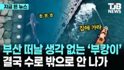 부산 떠날 생각 없는 ‘부캉이’...결국 수로 밖으로 안 나가｜ TJB 대전·세종·충남뉴스