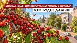 Abnormal insect activity in autumn: what will happen next?
