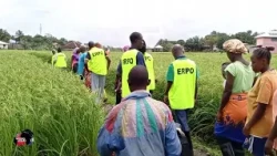 LNTV Report on the Ministry of Agriculture Emergency Rice Production Offensive(ERPO) project