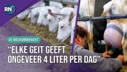 Farm full of busy goats 🐐 1500 of them! || THE WEEKEND POWER