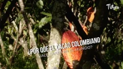 Why is Colombian Cocoa so Valuable Worldwide? - TvAgro by Juan Gonzalo Angel