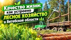 Green Shield of the Region: How Forestry Works in the Vitebsk Region | Quality of Life