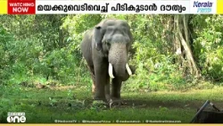 ആനയെ പൂട്ടാൻ വനംവകുപ്പ്; കണ്ണൂർ ആറളത്ത് മഖ്ന വണ്ണിനെ പിടികൂടാനുള്ള ദൗത്യം തുടരുന്നു