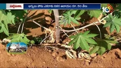 Castor Farming Tips: High-Yielding Castor Varieties| అధిక దిగుబడినిచ్చే ఆముదం రకాలు.. సాగు యాజమాన్యం