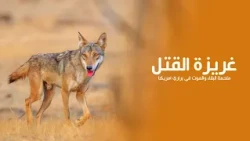 غريزة القتل : ملحمة البقاء والموت في براري أمريكا حيث لا مكان للضعفاء | كويست عربية