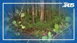 Human remains found in wooded area in Pierce County