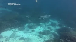 Australian researchers document dolphin using unusual feeding tactic