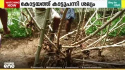 1200 മൂട് കപ്പ കൃഷി നശിപ്പിച്ചു; കോട്ടയത്ത് കാട്ടുപന്നി ആക്രമണത്തിൽ വലഞ്ഞ് കർഷകർ
