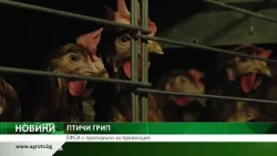 ПТИЧИ ГРИП: ЕФСА с препоръки за превенция