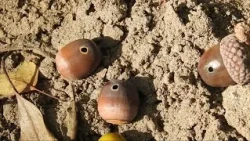Opruimers (Natuurlijk! 28-09-2026)