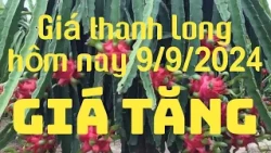 Giá thanh Long hôm nay ngày 9/9/2024 l TV Bình Thuận