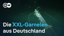 Haben Riesengarnelen aus deutscher Zucht eine Chance?