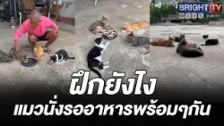 So smart! Guy trains 4 cats to sit and wait for mealtime together