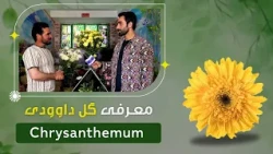 Introduction of Chrysanthemum by a florist in Parwan 2, Kabul