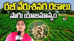 Groundnut Cultivation: రబీ వేరుశనగ రకాలు - సాగు యాజమాన్యం |Groundnut Varieties & Crop Management