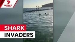 Divers rescue trapped sharks from Manly pool | 7NEWS