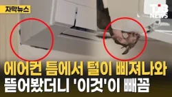 에어컨 틈에서 털이 삐져나와 뜯어봤더니 '이것'이 빼꼼｜ TJB 대전·세종·충남뉴스