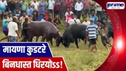 Buffalo Fights Held in Broad Daylight at Maina Curtorim