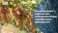 Բերքը վազերին է, լուծումը չկա․ Խաղողագործները սպասողական վիճակում են