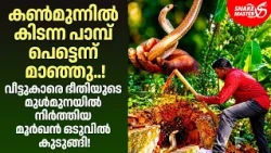 പിടികൂടിയിട്ടേ പോകൂ..!" വാശിയിലുറച്ച് വാവാ സുരേഷ് | Cobra Snake Rescue By Vava | Snakemaster EP 1224