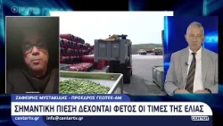 Σημαντική πίεση δέχονται φέτος οι τιμές της ελιάς