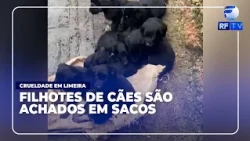 Total Alert - Ten puppies found inside a bag on a road in Limeira