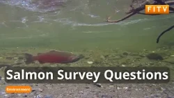 External Report Highlights Problems With Falklands Salmon Farming Consultation Survey