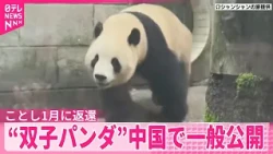 【“双子パンダ”】ことし1月に上野動物園から返還  中国で初の一般公開