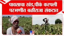 Parbhani Crop Loss : पावसाचा खंड, पीकं करपली, परभणीत बळीराजा संकटात