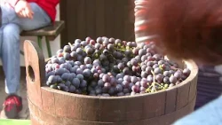 Regionalno, Podravje: Naravna vina pod drobnogledom