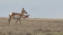 Plains Conservation Center conserving Colorado plains
