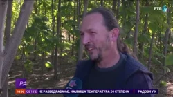 Paulovnija se najčešće uzgaja zbog kvalitetne drvne građe