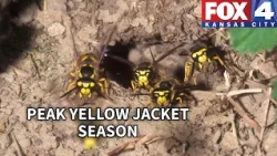 Peak yellow jacket season: Why experts warn against removing nests yourself