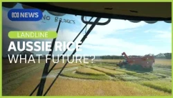 Jobs are going, water is getting costlier. What future does rice growing have? | Landline | ABC NEWS
