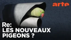 Les perroquets, ces nouveaux envahisseurs | ARTE Regards