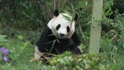 Atlanta welcomes two pandas from China on 10-year loan