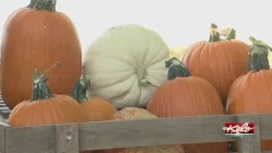 Cherry Rock Farms pumpkins ready despite dry season