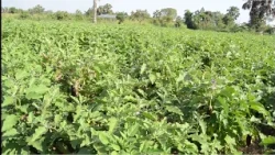 NARO Partners with Sasakawa to Fight Aflatoxin Contamination in Uganda