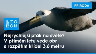 Rekordy v říši zvířat - albatros