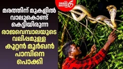 മരത്തിന് മുകളിൽ ഇരുന്ന കൂറ്റൻ മൂർഖൻ പാമ്പിനെ പൊക്കി | Cobra Rescue By Vava | Snakemaster EP 1227
