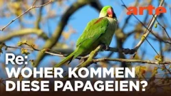 Invasion der Papageien | ARTE Re: