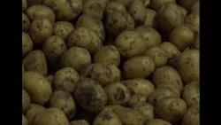 Food security: stabilization fund reserves are being formed in Aktobe