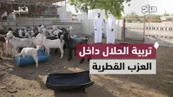 Livestock Diversity in Qatari Farms: Secrets of Breeding, Nutrition, and Hybridization to Boost P...