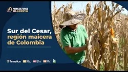 Southern Cesar, Colombia's corn region - TvAgro by Juan Gonzalo Angel