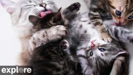 Kitten Rescue Sanctuary in Los Angeles