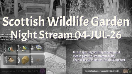 Bird Feeder and Wildlife Camera in Argyll, Scotland