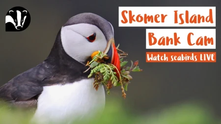Puffin Bank Cam on Skomer Island