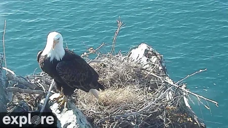 Two Harbors Overlook Bald Eagle Nest Cam, Catalina Island