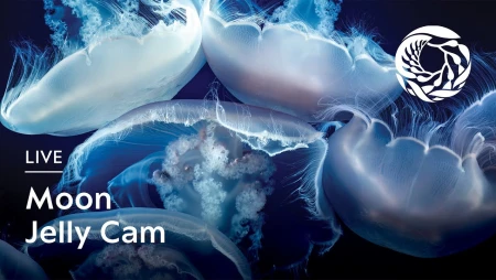 Monterey Bay Aquarium - Moon Jelly Cam
