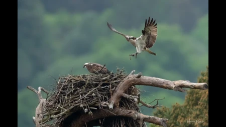 Loch of the Lowes - Osprey Nest